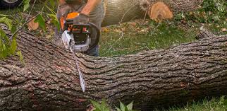 Why Choose Our Tree Removal Services in Harveys Lake, PA?