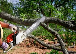 Best Tree Risk Assessment  in Harveys Lake, PA