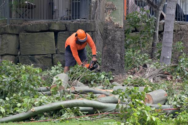 Reliable Harveys Lake, PA  Tree Services Solutions