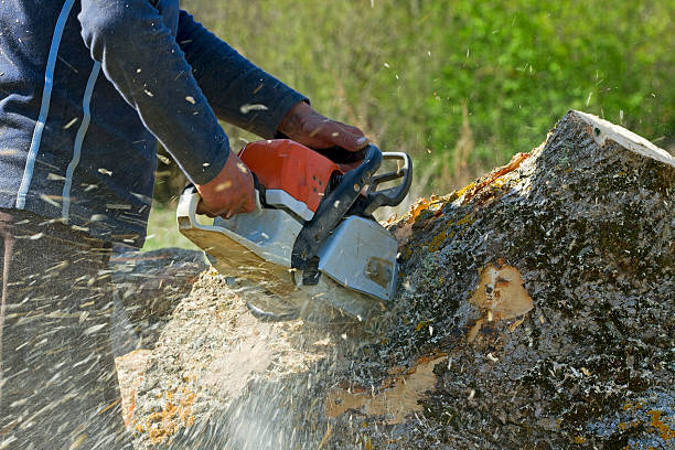 Best Commercial Tree Services  in Harveys Lake, PA